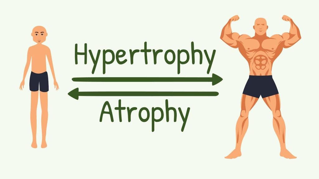Unlocking Hypertrophy: The Science of Muscle Growth Unveiled Unlocking Hypertrophy: The Science of Muscle Growth Unveiled